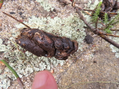 Hystrix africaeaustralis