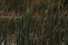 Typha latifolia