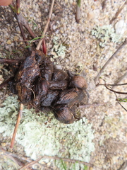 Hystrix africaeaustralis