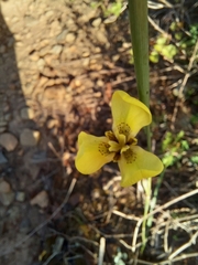 Moraea bellendenii