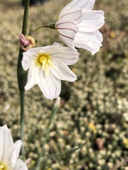 Olsynium filifolium, photograph (c) birdspaz, some rights reserved (CC BY-SA)