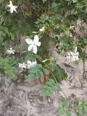 Jasminum officinale