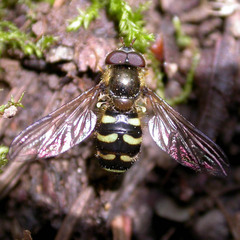 Dasysyrphus venustus