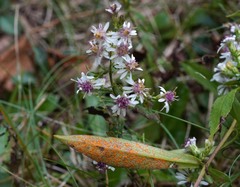 Coleosporium
