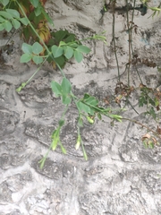 Jasminum officinale
