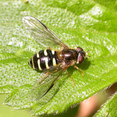Dasysyrphus venustus