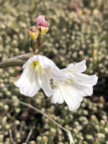 Olsynium filifolium, photograph 5
