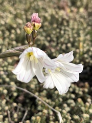 Olsynium filifolium, photograph (c) birdspaz, some rights reserved (CC BY-SA)
