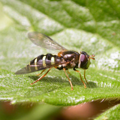 Dasysyrphus venustus