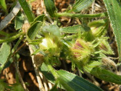 Hibiscus microcarpus