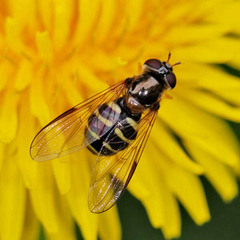 Dasysyrphus venustus
