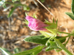 Hibiscus microcarpus
