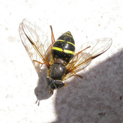 Dasysyrphus tricinctus