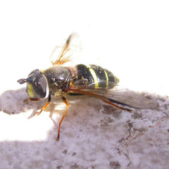 Dasysyrphus tricinctus