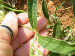 Hibiscus microcarpus