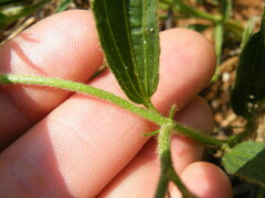 Hibiscus microcarpus