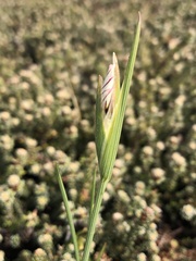 Olsynium filifolium, photograph (c) birdspaz, some rights reserved (CC BY-SA)