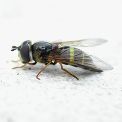 Dasysyrphus tricinctus