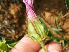 Hibiscus microcarpus