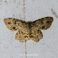 Dischidesia cinerea