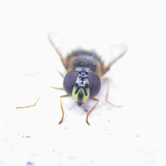 Dasysyrphus tricinctus