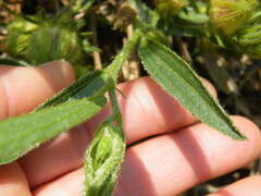 Hibiscus microcarpus