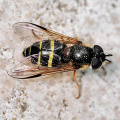 Dasysyrphus tricinctus