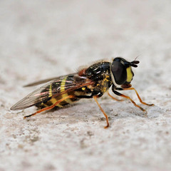 Dasysyrphus tricinctus