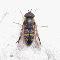 Dasysyrphus tricinctus