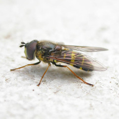Dasysyrphus tricinctus
