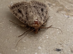 Amphipyra pyramidea