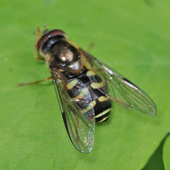 Dasysyrphus venustus