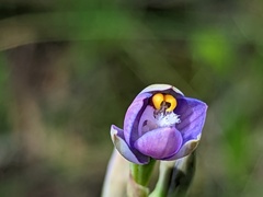 Thelymitra batesii