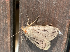 Amphipyra pyramidea