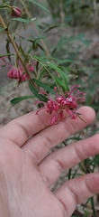 Grevillea oleoides