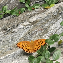 Argynnis sagana