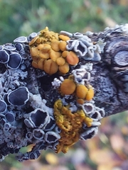 Polycauliona polycarpa