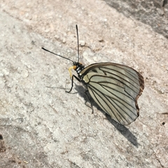 Hestina persimilis