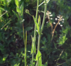 Camelina microcarpa