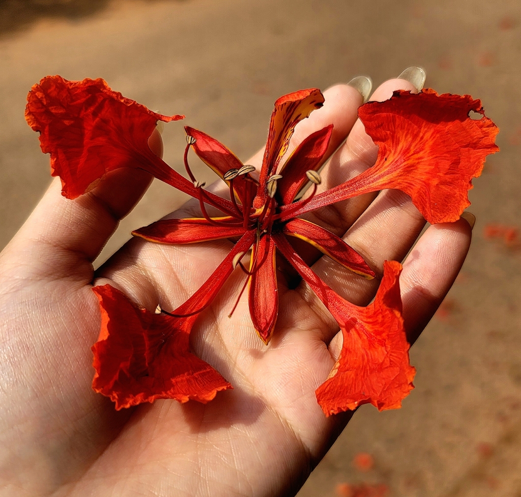 Gulmohar tree in full scarlet bloom