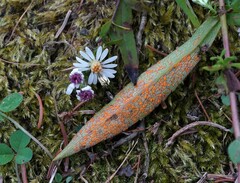 Coleosporium