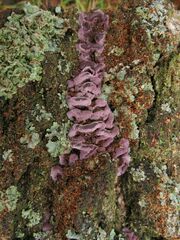 Chondrostereum purpureum
