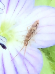 Entomobrya intermedia