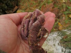 Chondrostereum purpureum