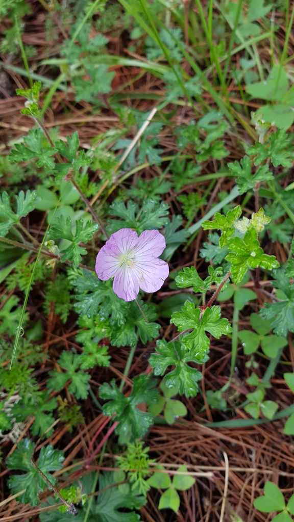 Geranium schiedeanum