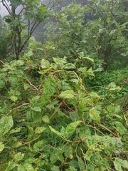 Solanum betaceum