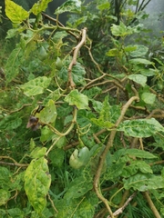 Solanum betaceum