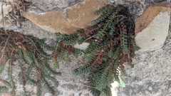 Hypericum tomentosum