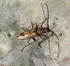 Phoracantha synonyma