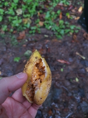 Passiflora tarminiana